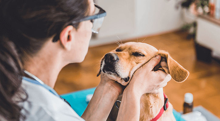 pet wellness exam pet wellness exam