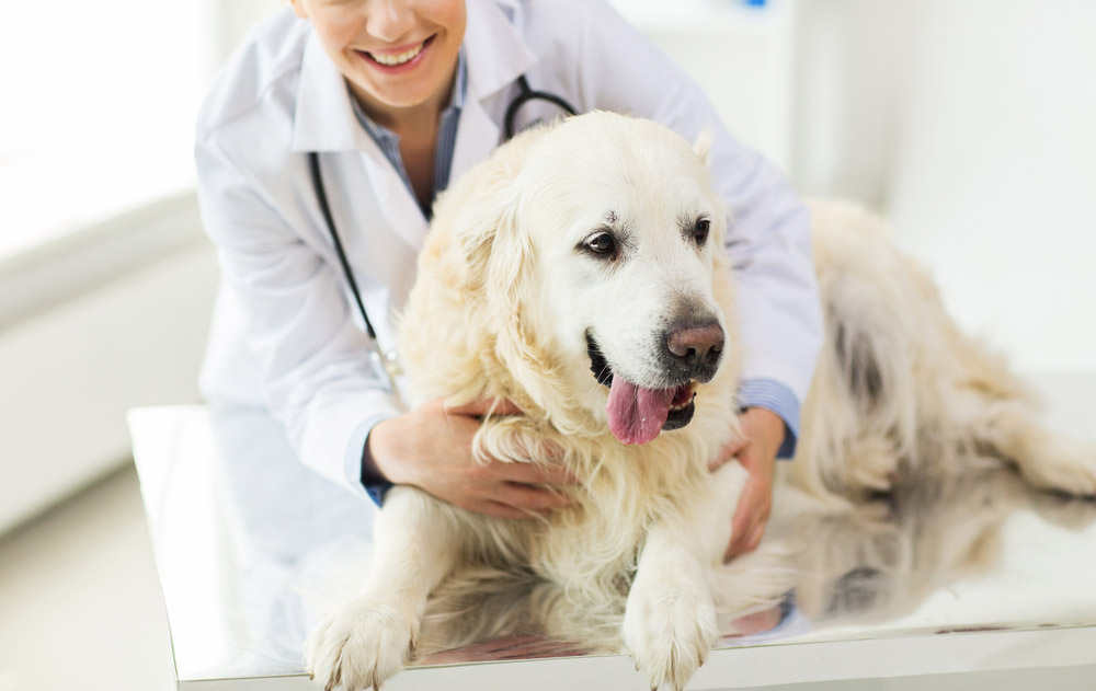 dog wellness exam dog wellness exam