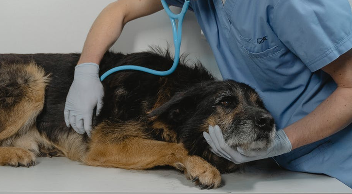 Emergency dog vet deals