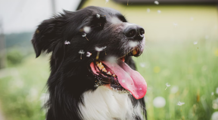 dog arthritis services dog arthritis services