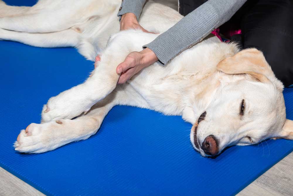 treatment for canine arthritis