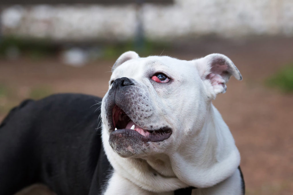 dog vision services dog vision services