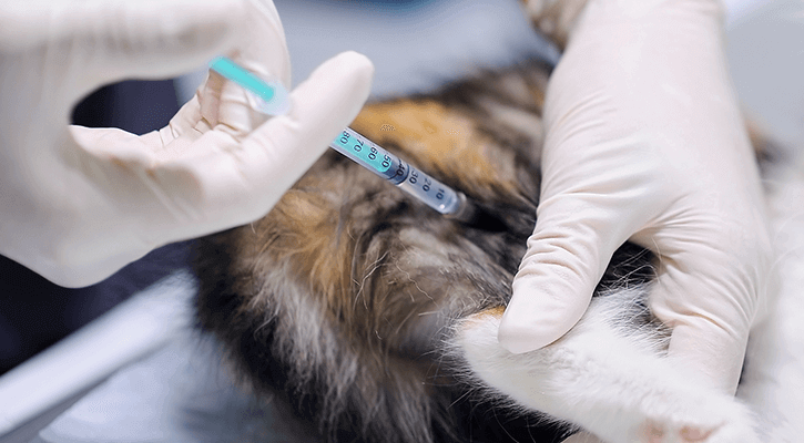 pet vaccines