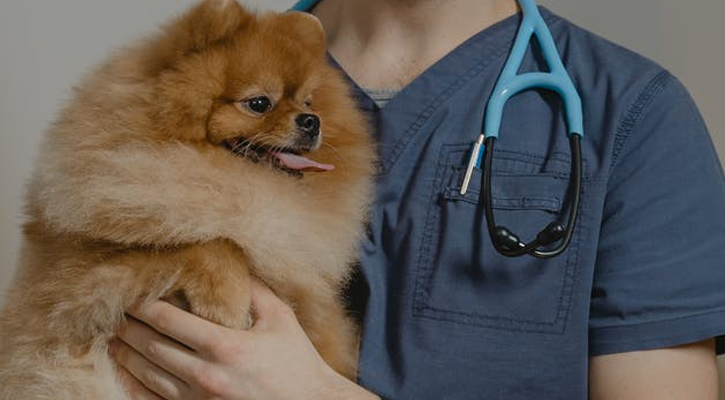 vet holding dog for lab testing