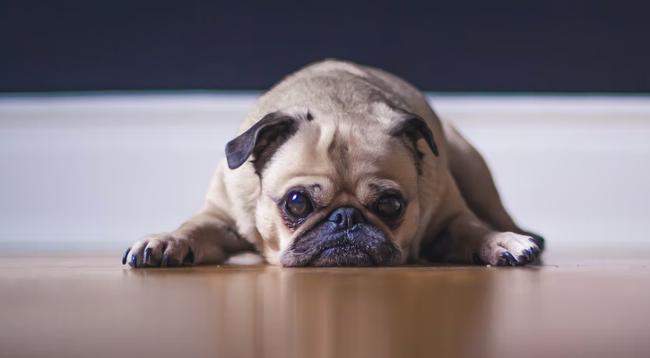 heartworm in dogs heartworm in dogs