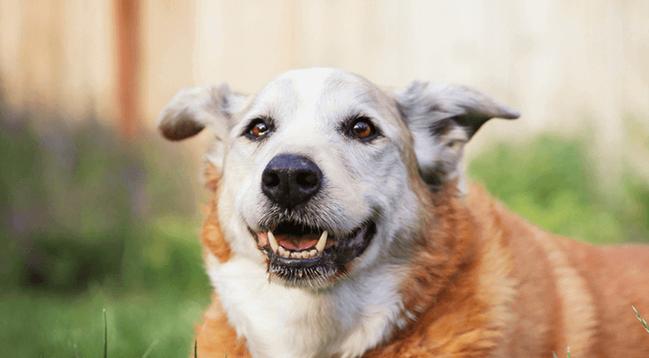 senior care for pets senior care for pets