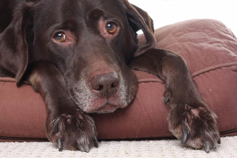 Common Pet Illnesses & Symptoms Randolph Animal Hospital