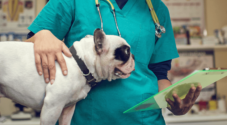 dog orthopedics surgery