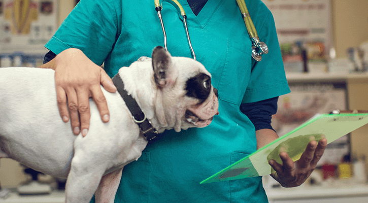 dog orthopedics surgery dog orthopedics surgery
