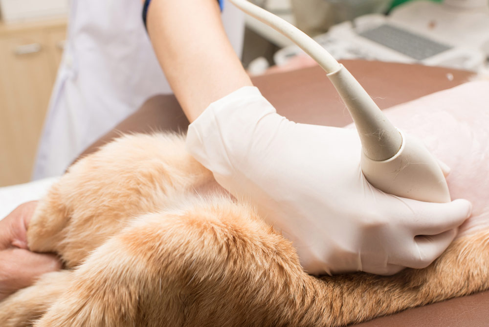 cat getting an ultrasound cat getting an ultrasound