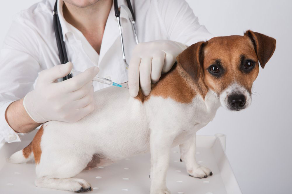 dog vaccines