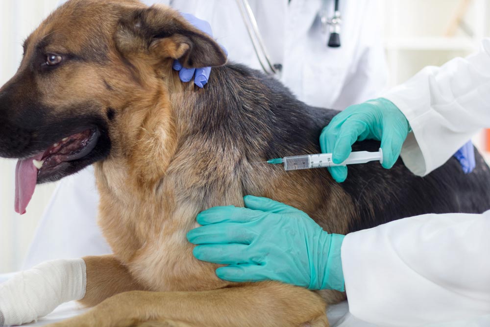 dog anesthesia safety