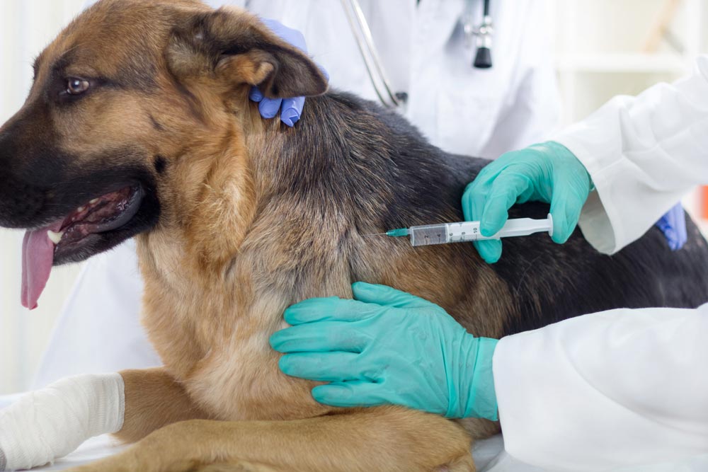 dog anesthesia safety dog anesthesia safety