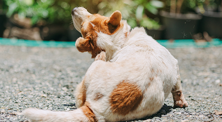 cat and dog parvo