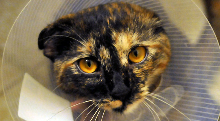 cat eye exam cat eye exam