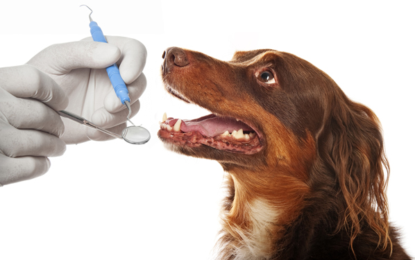 dog having its teeth looked at by a pet dentist