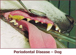 dog teeth cleaning