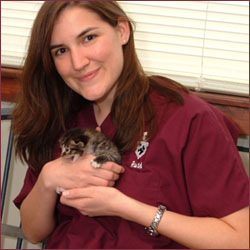 cat preventative medicine cat preventative medicine