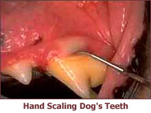 pet dental cleaning