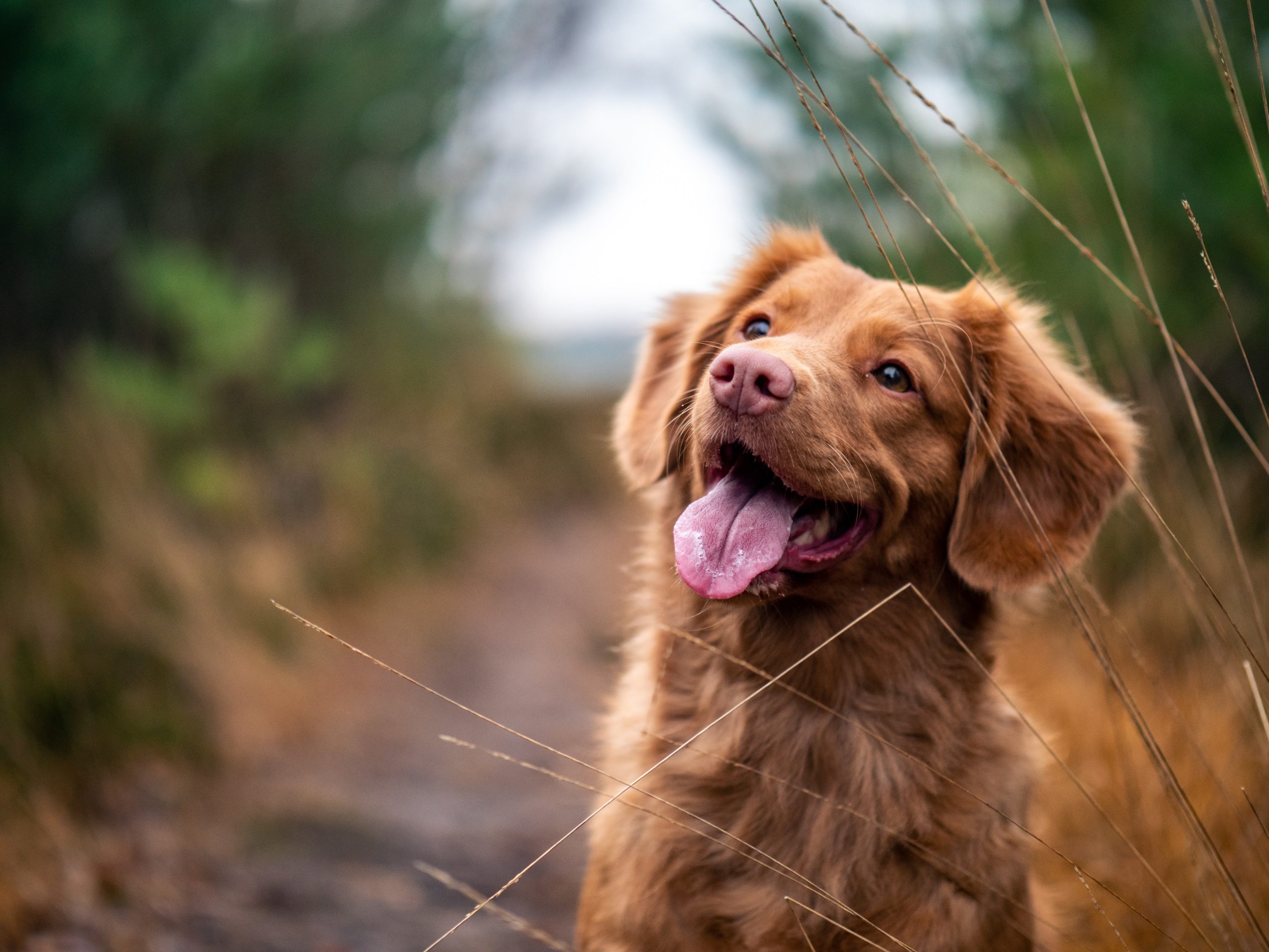 pet oral surgery pet oral surgery