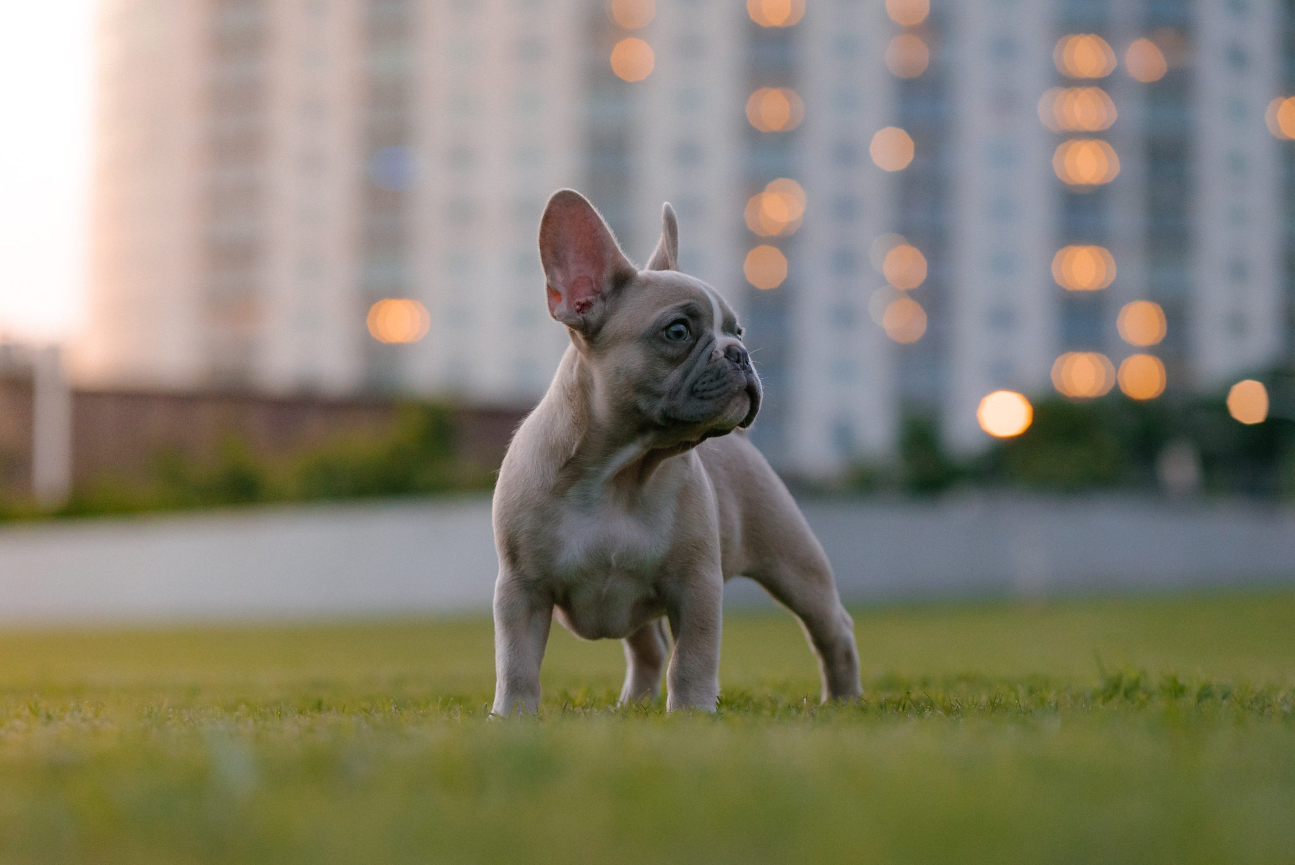 pet preventative medicine pet preventative medicine