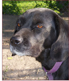senior dog care senior dog care