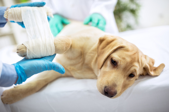 orthopedic surgery veterinarian with dog orthopedic surgery veterinarian with dog