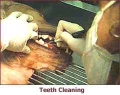 dog teeth cleaning services